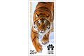 Международный форум по сохранению тигра. Совместный выпуск почтовых марок между Российской Федерацией и странами, являющимися ареалом тигра