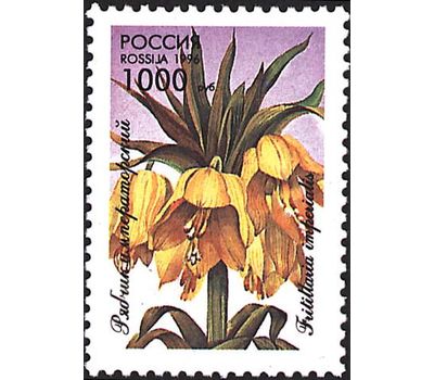  5 почтовых марок «Декоративные растения скверов, садов и парков» 1996, фото 5 