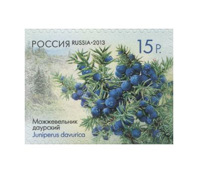  4 почтовые марки «Флора России. Шишки хвойных деревьев и кустарников» 2013, фото 2 