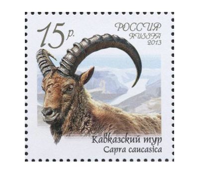  4 почтовые марки «Фауна России. Дикие козлы и бараны» 2013, фото 4 