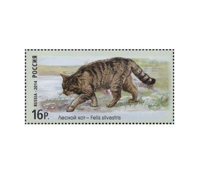  4 почтовые марки «Фауна России. Дикие кошки. Манул, Лесной кот, Камышовый кот» 2014, фото 3 