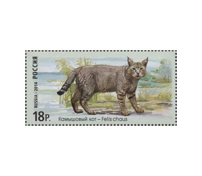  4 почтовые марки «Фауна России. Дикие кошки. Манул, Лесной кот, Камышовый кот» 2014, фото 5 