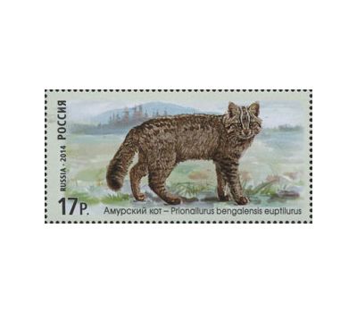  4 почтовые марки «Фауна России. Дикие кошки. Манул, Лесной кот, Камышовый кот» 2014, фото 4 