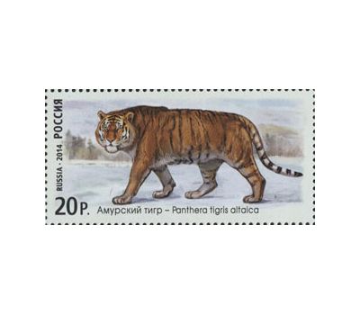  3 почтовые марки «Фауна России. Дикие кошки» 2014, фото 4 