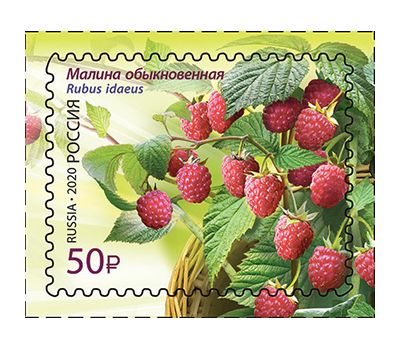  4 почтовые марки «Флора России. Ягоды» 2020, фото 2 