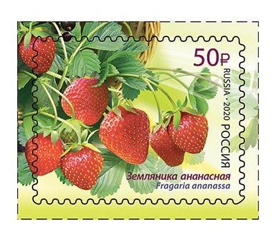  4 почтовые марки «Флора России. Ягоды» 2020, фото 4 