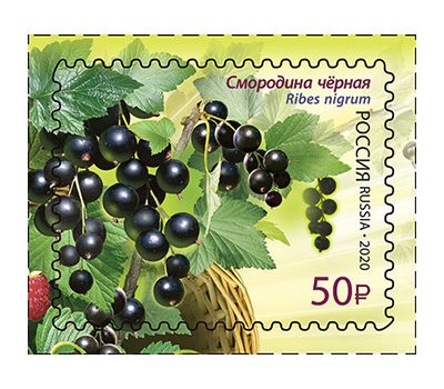  4 почтовые марки «Флора России. Ягоды» 2020, фото 5 