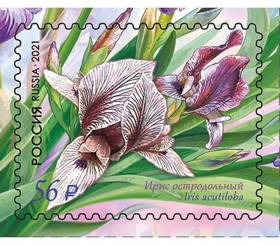  4 почтовые марки «Флора России. Цветы. Ирисы» 2021, фото 4 