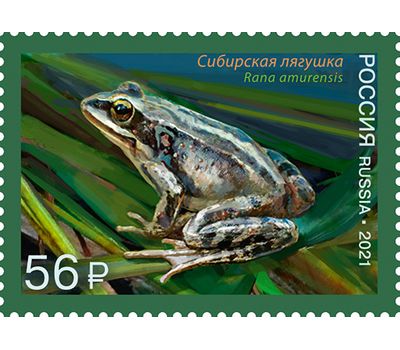  4 почтовые марки «Фауна России. Лягушки» 2021, фото 3 