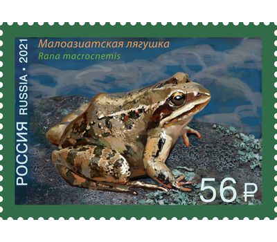  4 почтовые марки «Фауна России. Лягушки» 2021, фото 4 