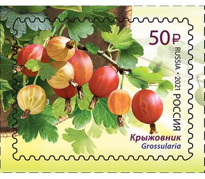  4 почтовые марки «Флора России. Ягоды» 2021, фото 5 