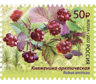  4 почтовые марки «Флора России. Ягоды» 2022, фото 5 