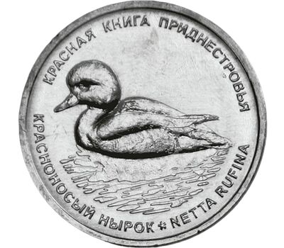  Монета 1 рубль 2023 «Красноносый нырок. Красная книга» Приднестровье, фото 1 