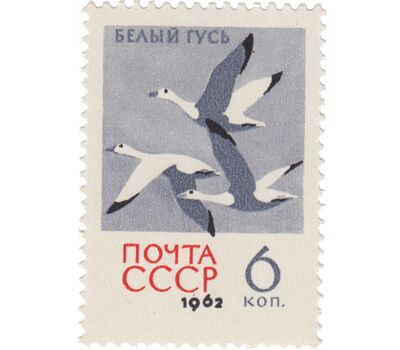  5 почтовых марок «Птицы» СССР 1962, фото 5 