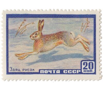  Почтовая марка «Заяц-русак» СССР 1960, фото 1 