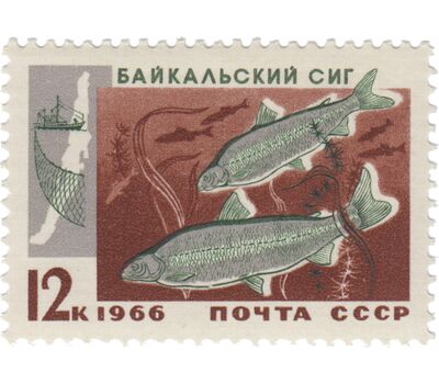  5 почтовых марок «Промысловые рыбы Байкала» СССР 1966, фото 2 