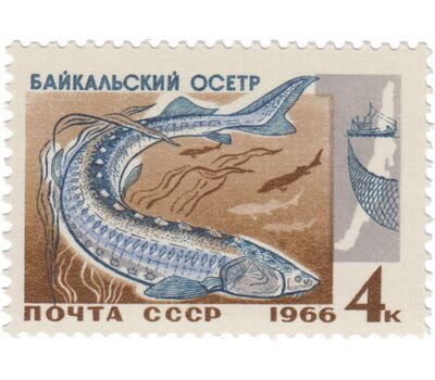 5 почтовых марок «Промысловые рыбы Байкала» СССР 1966, фото 3 