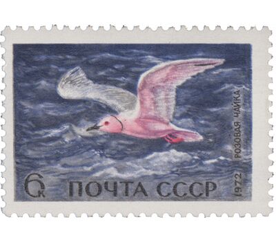  5 почтовых марок «Пернатые — обитатели побережий морей и океанов» СССР 1972, фото 2 