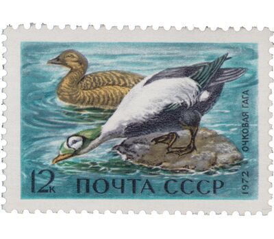  5 почтовых марок «Пернатые — обитатели побережий морей и океанов» СССР 1972, фото 3 