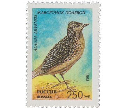  5 почтовых марок «Певчие птицы России» 1995, фото 4 