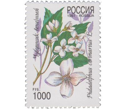  5 почтовых марок «Декоративные кустарники России» 1997, фото 5 