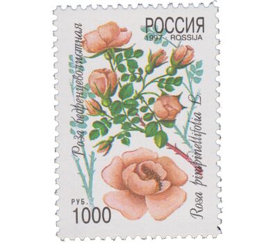  5 почтовых марок «Декоративные кустарники России» 1997, фото 6 
