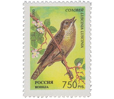  5 почтовых марок «Певчие птицы России» 1995, фото 6 