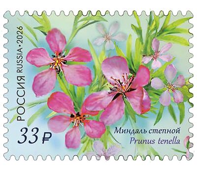  4 почтовые марки «Флора России. Декоративные кустарники» 2026, фото 2 