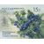  4 почтовые марки «Флора России. Шишки хвойных деревьев и кустарников» 2013, фото 2 