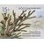  4 почтовые марки «Флора России. Шишки хвойных деревьев и кустарников» 2013, фото 3 