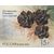  4 почтовые марки «Флора России. Шишки хвойных деревьев и кустарников» 2013, фото 4 