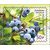  4 почтовые марки «Флора России. Ягоды» 2021, фото 2 