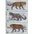  3 почтовые марки «Фауна России. Дикие кошки» 2014, фото 1 