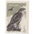  8 почтовых марок «Хищные птицы» СССР 1965, фото 3 