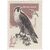  8 почтовых марок «Хищные птицы» СССР 1965, фото 6 