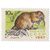  7 почтовых марок «Пушные промысловые звери» СССР 1967, фото 5 